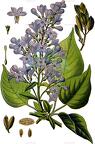 Syringa vulgaris