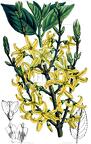 Forsythia intermedia