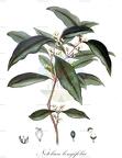 Notelaea longifolia