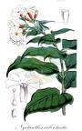Nyctanthes arbor-tristis