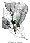 Osmanthus decorus