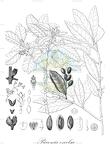 Picconia excelsa