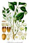 Schrebera swietenioides