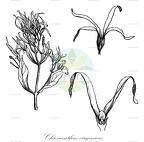 Chionanthus virginicus