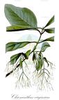 Chionanthus virginicus