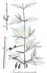Forestiera acuminata