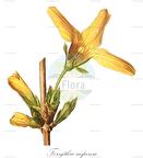 Forsythia suspensa
