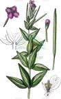 Epilobium alpestre