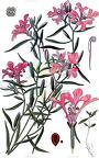Clarkia pulchella