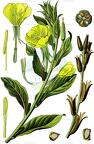 Oenothera biennis