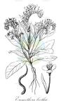 Eremothera boothii