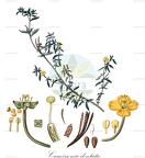 Camissonia dentata
