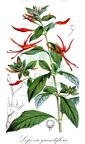 Lopezia grandiflora