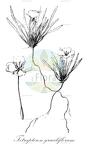 Tetrapteron graciliflorum