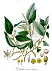 Opilia amentacea