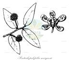 Pentarhopalopilia marquesii
