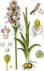 Neotinea tridentata
