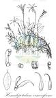 Homalopetalum vomeriforme