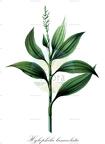 Hylophila lanceolata