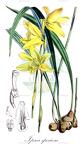 Ipsea speciosa