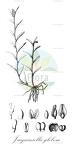 Jacquiniella globosa