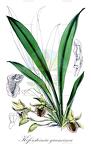 Kefersteinia graminea