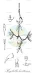Kegeliella houtteana