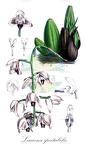 Lacaena spectabilis