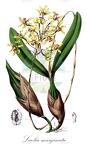 Laelia marginata