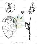 Lepanthopsis astrophora