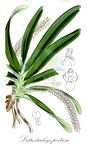 Listrostachys pertusa