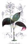 Ludisia discolor