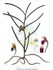 Luisia trichorrhiza
