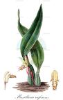 Maxillaria rufescens