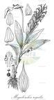 Megalorchis regalis