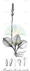 Mesadenella atroviridis