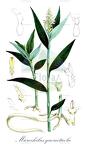 Microchilus querceticola