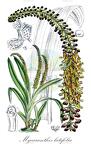 Mycaranthes latifolia