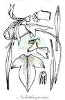 Neobathiea perrieri