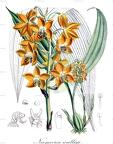 Neomoorea wallisii