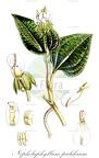 Nephelaphyllum pulchrum