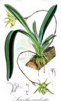 Aeranthes arachnitis