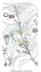 Brandisia discolor