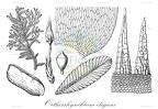 Orthorrhynchium elegans