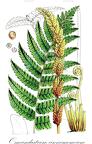 Osmundastrum cinnamomeum