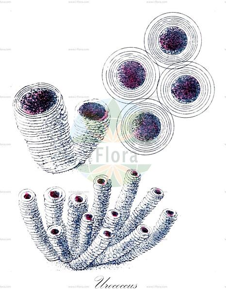 Urococcus