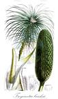 Freycinetia banksii