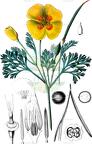 Eschscholzia californica
