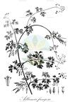 Adlumia fungosa