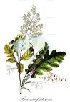 Bocconia frutescens